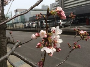 近所の桜