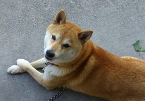 サラちゃん①