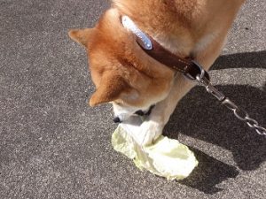 サラちゃん②
